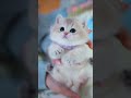 😍😱 Fofinho Gato Muito Fofinho 🐱✨ #shorts #viral