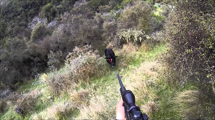 Boar shot at the bail