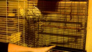 Finch Attacks (Sam the fighter Finch)