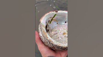 Huge abalone shell. #beach #shell #abalone
