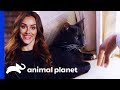 Using Pet Training To Turn Dog People Into Cat People! | Cat vs. Dog