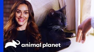 Using Pet Training To Turn Dog People Into Cat People! | Cat vs. Dog