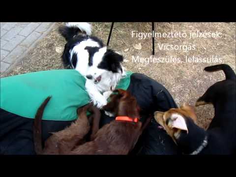 Videó: Kutya Kommunikáció: Hogyan értelmezzük A Kutyát
