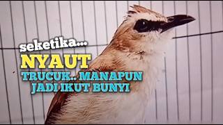 TRUCUKAN GACOR Ampuh buat PANCINGAN Trucukan agar EMOSI jadi NYAUT BUNYI ikut NGEPLONG ROPEL 