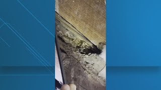 'Architectural history is at stake': Contractor warns of voracious termites in St. Augustine