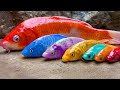 Exotic Colorful Fish on River - Stop Motion Relaxing Catching Eel Egg, Seafood, Catfish | Cuckoo