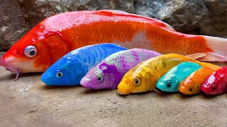 Exotic Colorful Fish on River - Stop Motion Cooking Relaxing Eel Egg, Seafood, Catfish | Cuckoo