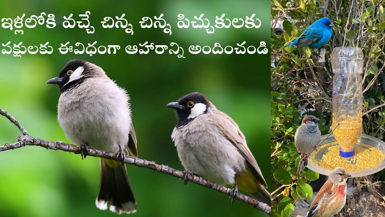 How to Make Bird Feeder in Home | DIY Home Made Plastic Bird Feeder ...