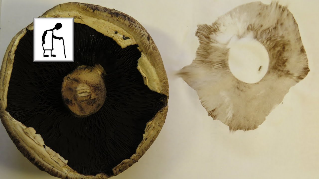 spore print mushroom spore print mushroom