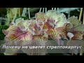 Почему не цветет стрептокарпус?