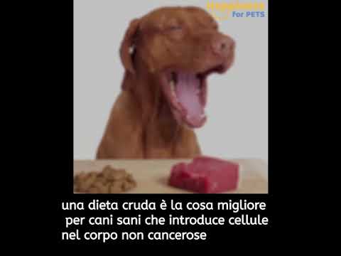 Video: La Ricaduta Del Cancro Nei Cani è Devastante Per Tutte Le Persone Coinvolte