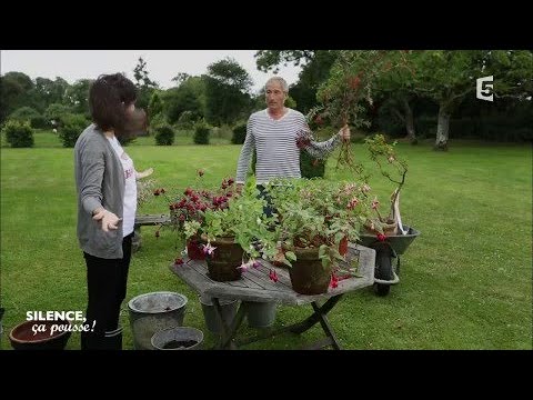 Conseil pratique : planter les fuschias - Silence, ça pousse !