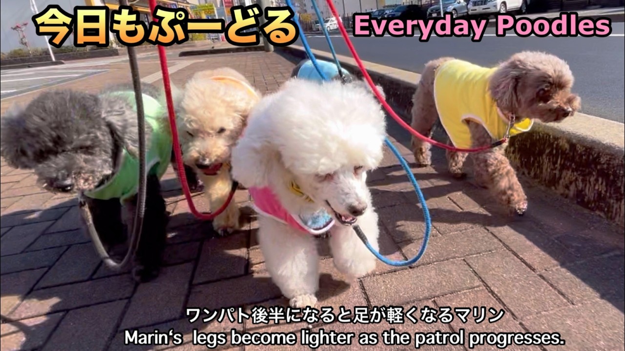 2 月18日堺川から駅をワンパトEveryday Poodles