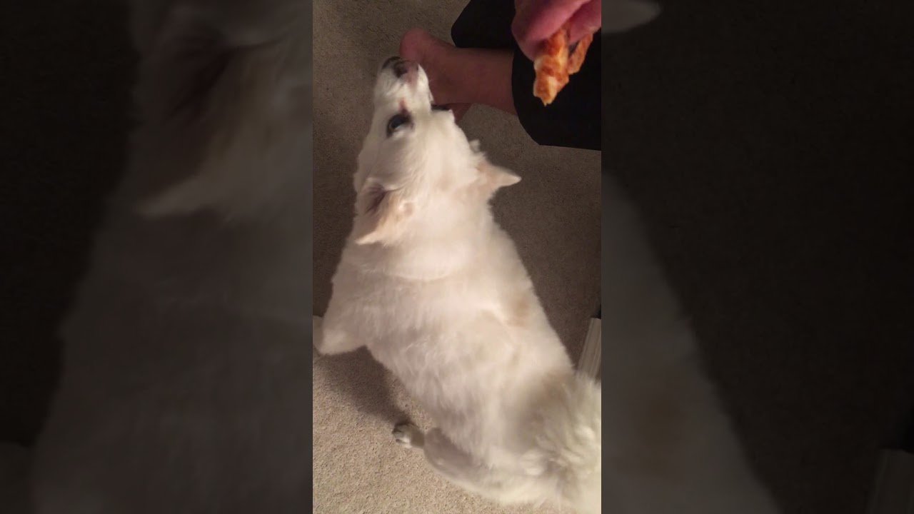Lucky dog eating pizza 🍕 canada 🇨🇦 Calgary - YouTube