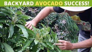 How to Grow an Avocado Tree at Home in Container or Ground