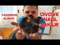 Pazardan Alınan Civcive Evde Nasıl Bakılır