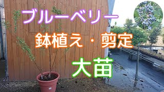 ブルーベリーの鉢植え・剪定(大苗)