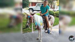 Renta de Ponys