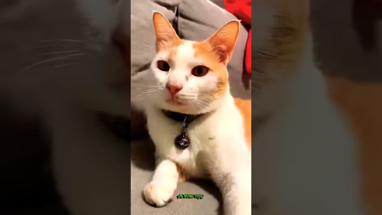 Cat Aaj tumne Pi liya 😴🤔🧐