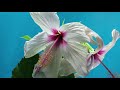 Beautiful flower blooms with birds sound