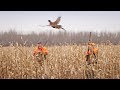 Нарезка лучших выстрелов из охоты на фазана 2017 / ТОР-8  SHOTS PHEASANT HUNTING