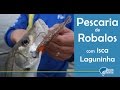 Pescaria de Robalos com camarão Laguninha, em Guaratuba - PR