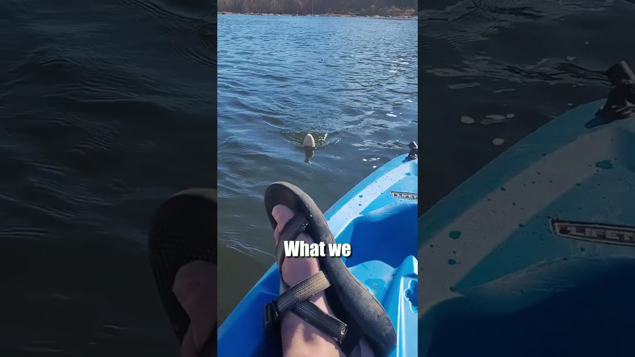 Плавающая дрифтовая оснастка с поплавком + свежая нарезанная приманка = секрет речной рыбалки: FA...