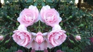 Geheimnisvolle Natur - Spiegelungen - Garten
