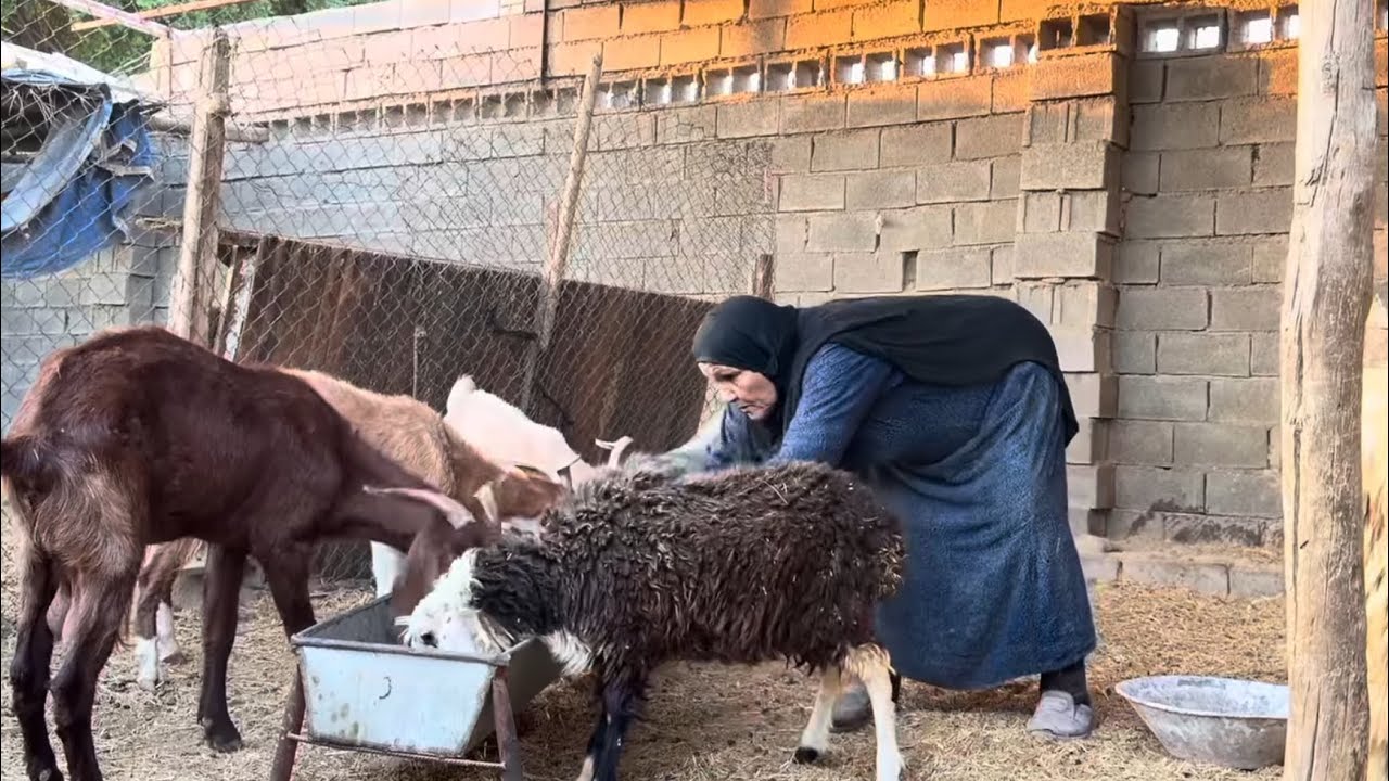 قصة حياة جدة وحيدة في جنوب إيران: خبز يدوي، السمك المحشی وصراع البقاء في الحياة الريفية التقليدية