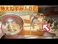 10匹のラットをテン君(オオトカゲ)に与えてみた!water monitor
