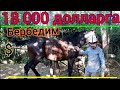 Байгенин күлүктөрү ЭМНЕ БОЛДУ 🐎 БЭЭ ТАНДОО 18 миң долларга бербей кодум САЯПКЕР АЙТТЫ