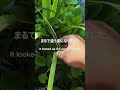 あんなに可愛い浮き草だったのに・・・ | When the Amazon Frogbit grows up... #aquarium #outdoor #アクアリウム
