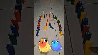 Domino Effect Kicau Mania