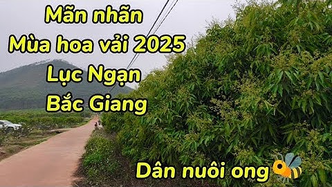 Thực tế mùa Mật hoa vải  Lục Ngạn - Bắc Giang ngày 06/03/2025.  LH Mật tại trại 0988.725.415