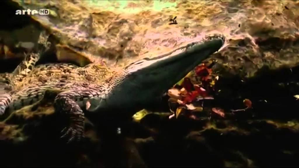 Watch Arte - Ouragan - Ouragan - La nature sous influence on YouTube Watch Arte - Ouragan - Ouragan - La nature sous influence on YouTube