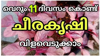 Cheera krishi in malayalam grow bag | Spinach krishi | How to grow spinach or cheera at home garden