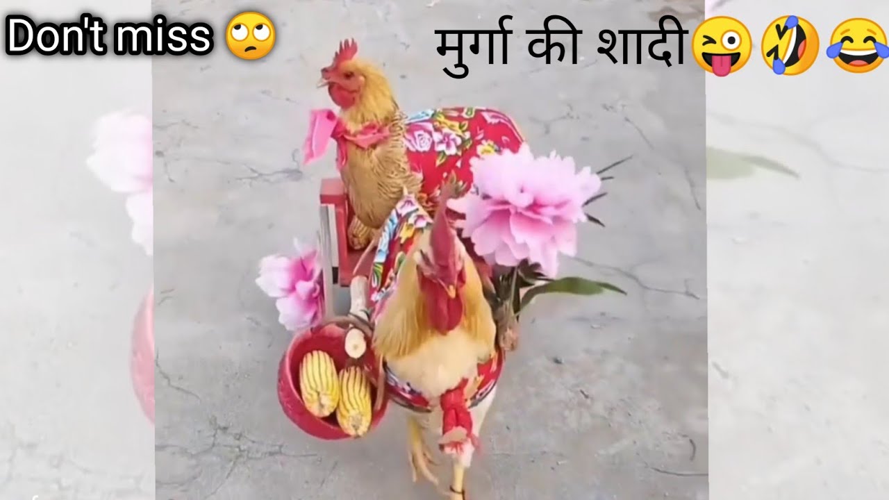 Rooster marriage Rooster crowing sound, Dancing animals , Funny video