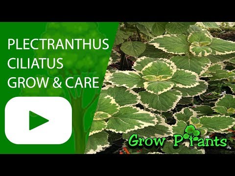 Video: Çalı Plectrantus