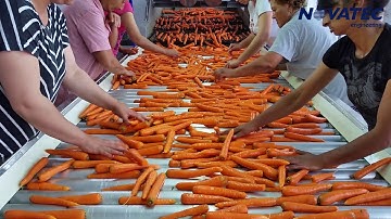 Novatec S.A. - Sorting, Washing, Polishing, Weighing & Packing Line for Carrots