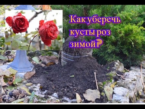 Розы. Как подготовить