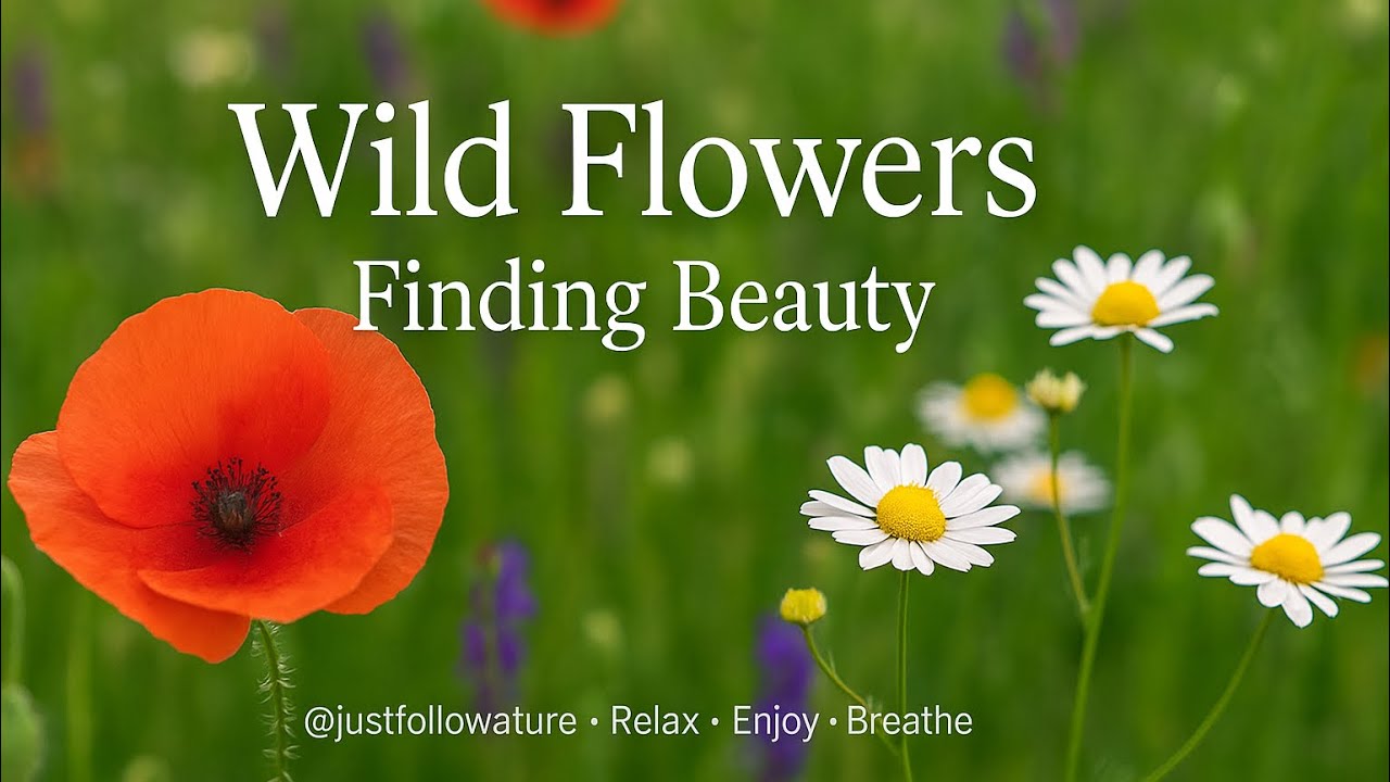 Wild Flowers and Scenic Places: Finding Beauty 🌸 