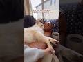 手をつなぐとお昼寝の二度寝をしちゃう大型犬【ホワイトシェパード】　#shorts