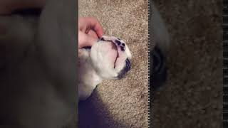 Boston Terrier Puppies Sale in Elkhart, IN