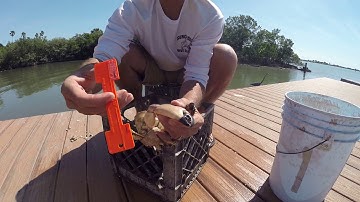 removing stone crab claws