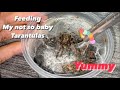 Tarantula Feeding Video | Juvenile Baboon Siblings