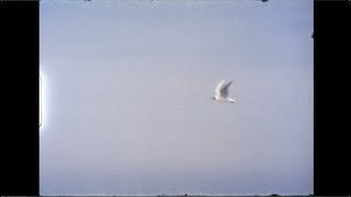 The Jiggling Buttercups - Trade Me A Pleasant Time Music Video