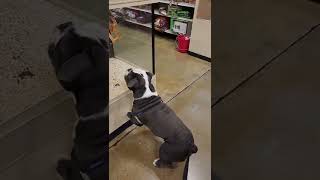 Kobe vs Bird at Petsmart  part 2