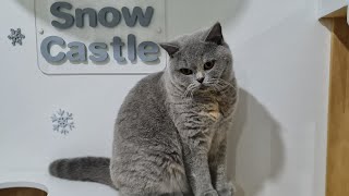 Are British Shorthair Cats Good with Kids? Family Pets ? by SnowCastle Cats 153 views 2 weeks ago 3 minutes, 48 seconds