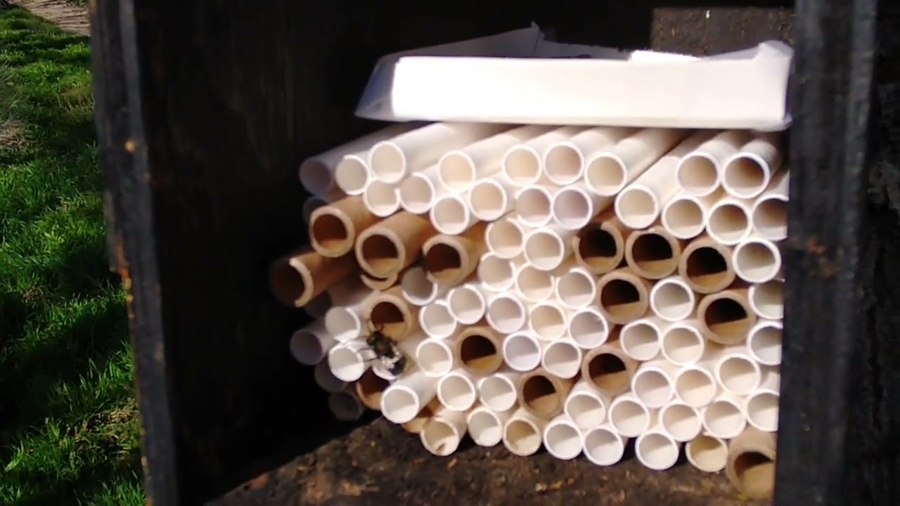 day 3: my Mason bees are hatching!