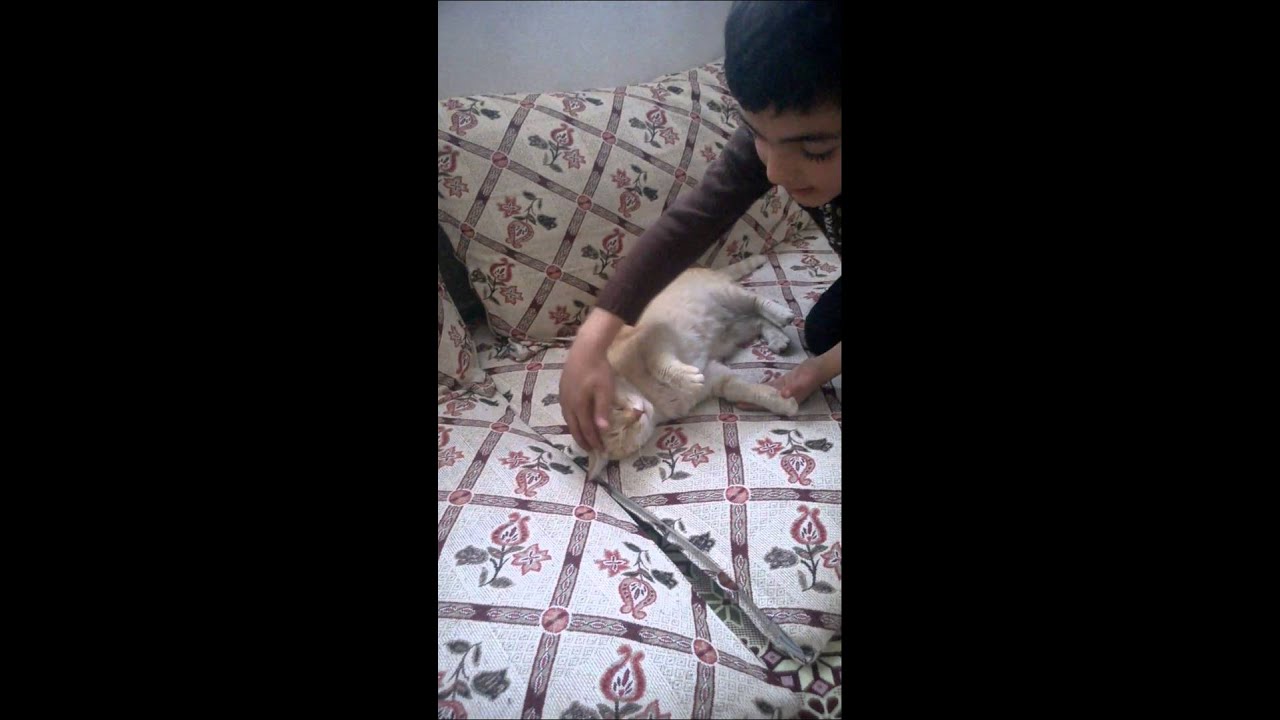 AGİT YİNE İŞ BAŞINDA KEDİ SAVAŞI&hellip; YouTube